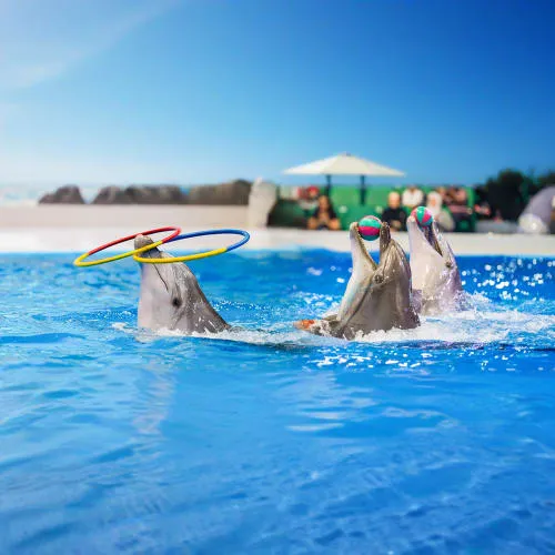 Dubai Dolphinarium