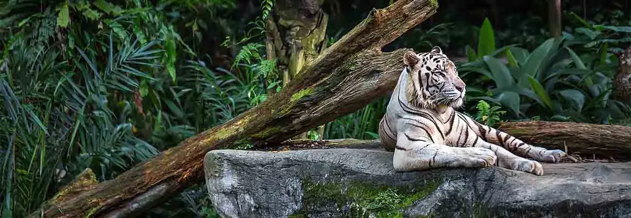 https://d1i3enf1i5tb1f.cloudfront.net/Tour-Images/false-4689/singapore-zoo-city.jpg