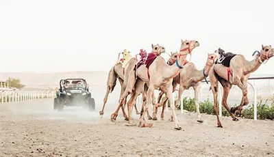 Guided Trip to Camel Farm