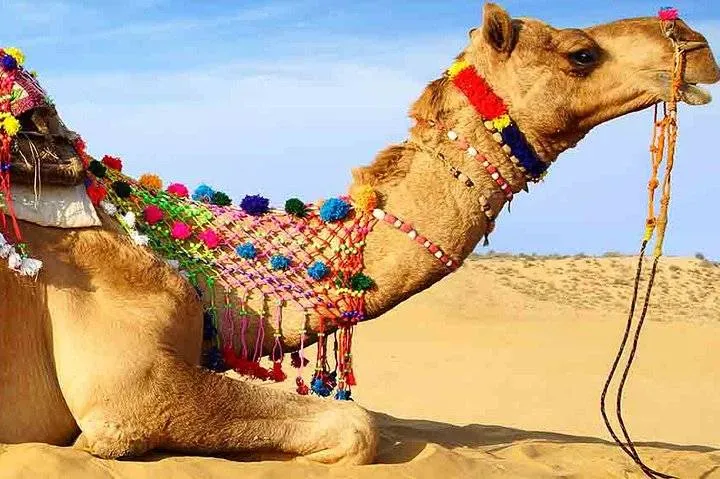 Camel Ride In Ras Al Khaimah